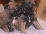 Chiots Berger Malinois à vendre