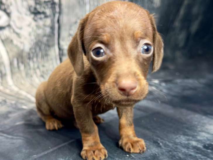 chiot teckel nain chocolat tan