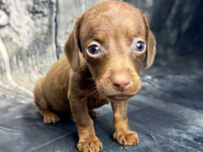 chiot teckel nain chocolat tan