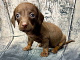 chiot teckel nain chocolat tan