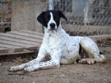 Daby, magnifique Pointer m&acirc;le de bient&ocirc;t 2 ans &agrave; adopter en association