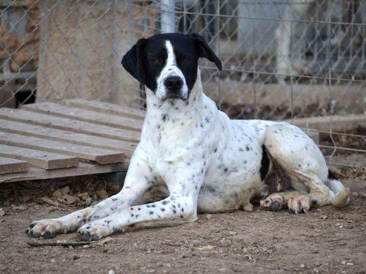 Zuri, magnifique Pointer de 2 ans à adopter en association