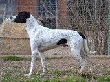 Zuri, magnifique Pointer de 2 ans à adopter en association
