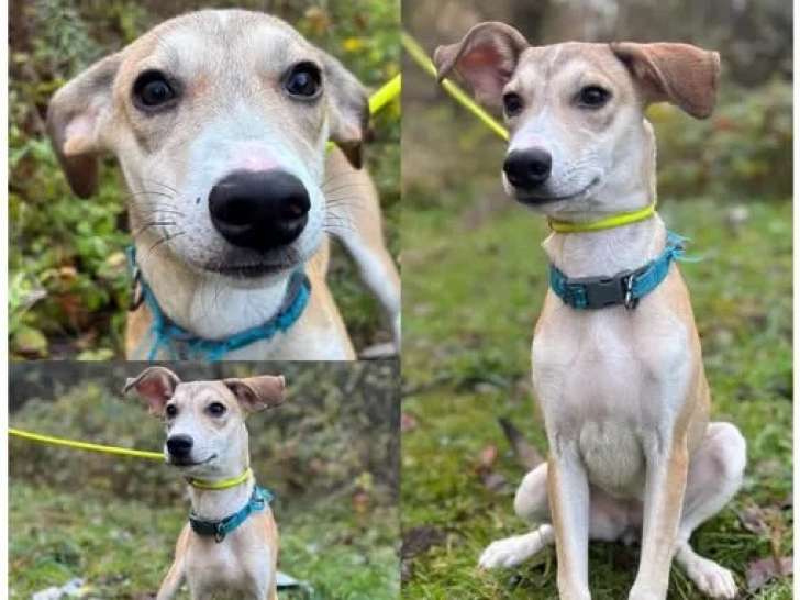 À adopter : chiot femelle Berger des Mangroves de 6 mois