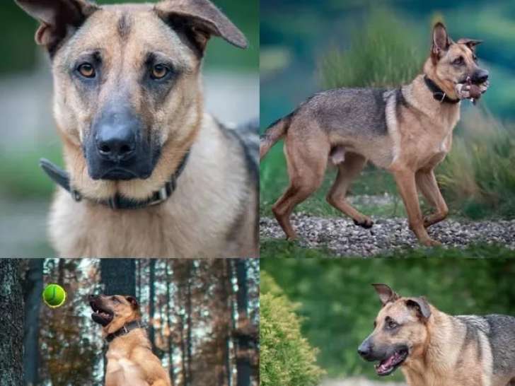 Disponible à l'adoption : chien Berger Allemand de 2 ans