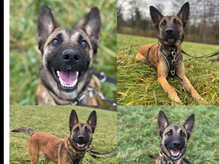 En attente d'adoption : chiot femelle Berger Malinois fauve charbonné