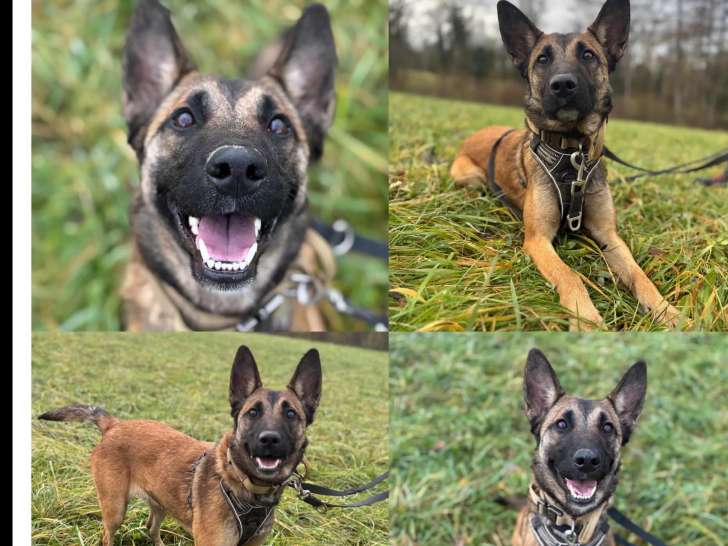 Prêt pour l’adoption : chien Staffordshire Américain Terrier d'un an