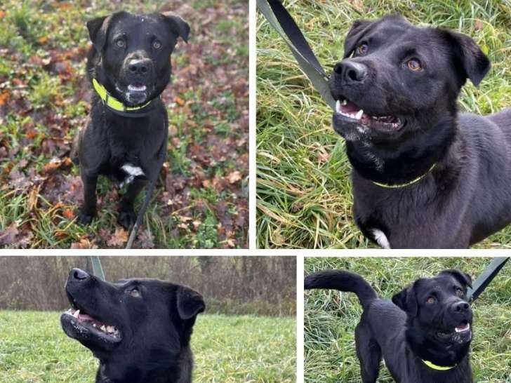 Adoption disponible : chien au pelage noir