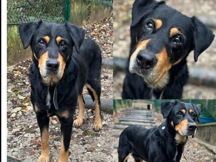 À la recherche d’une famille : chien noir et feu