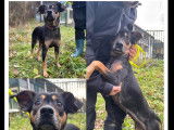 Chienne noire et feu disponible &agrave; l'adoption