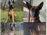 Chienne Berger Malinois de 2 ans en attente d&rsquo;adoption