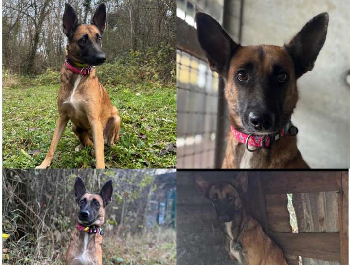 Chienne Berger Malinois de 2 ans en attente d’adoption