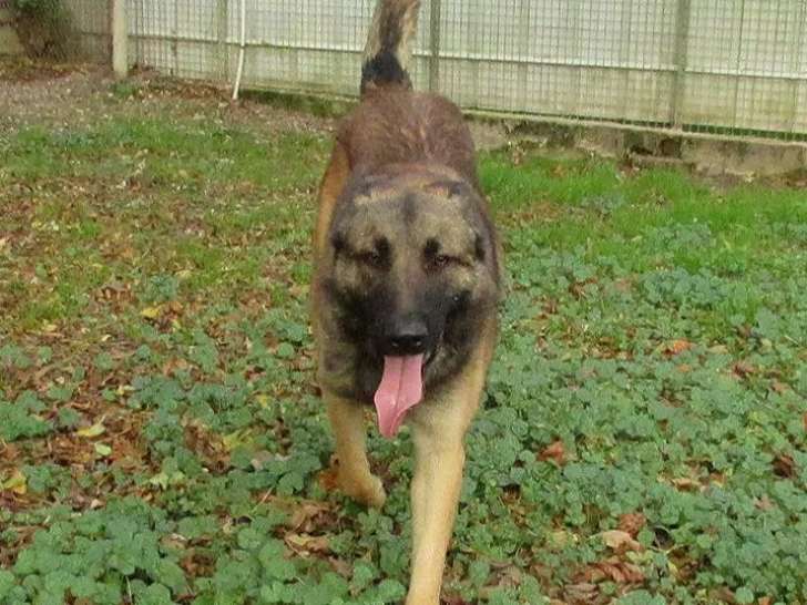 Chien Berger Malinois d’un an prêt pour l'adoption