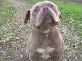 Chien American Bully marron et blanc en attente d'une famille