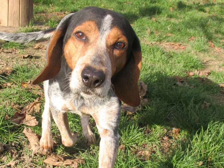 Chien Courant tricolore en quête d’une famille