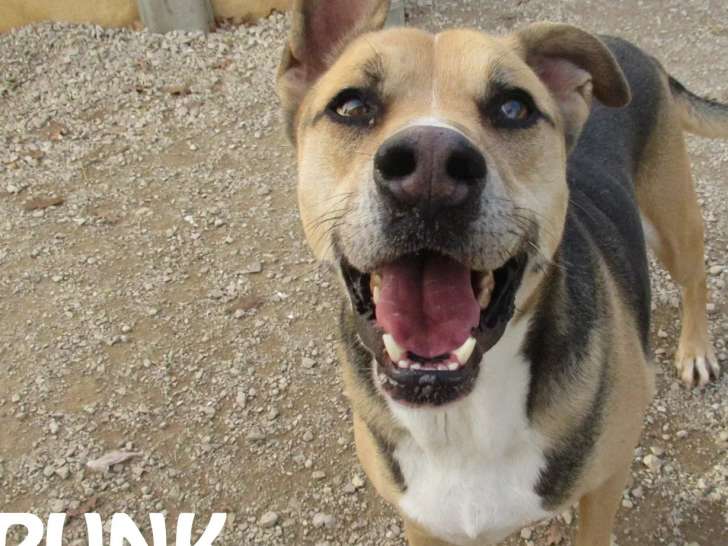 Adoption disponible : chien Berger tricolore