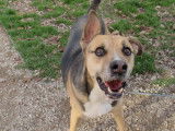 Adoption disponible : chien Berger tricolore