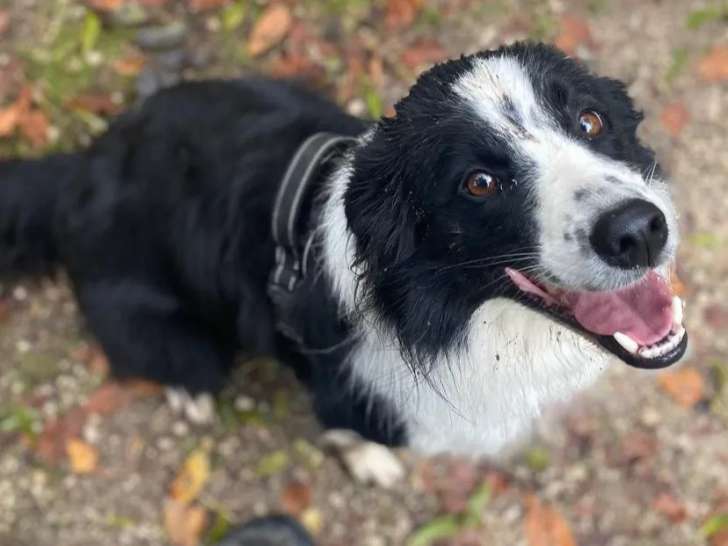 Chien Border Collie noir et blanc à la recherche d’un foyer
