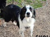 Chien Border Collie noir et blanc à la recherche d’un foyer