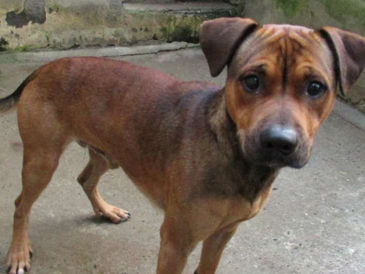 À adopter, chien Berger fauve charbonné