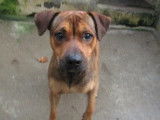 À adopter, chien Berger fauve charbonné