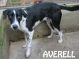 Disponible &agrave; l'adoption, chien Border Collie noir et blanc