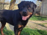 En attente d'adoption, chien Rottweiler noir et feu