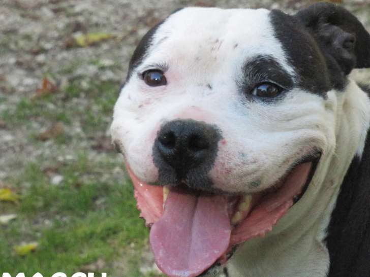 En attente d'une famille, chienne Staffordshire Américain Terrier d'un an