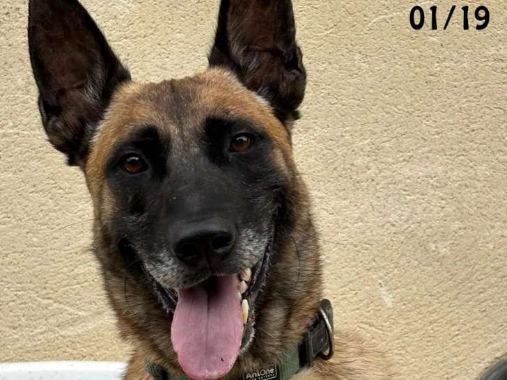 À accueillir, chien Berger Malinois fauve charbonné