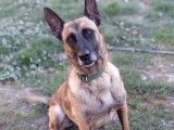 À accueillir, chien Berger Malinois fauve charbonné