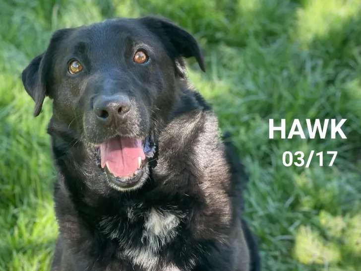 En attente d’un foyer : chien Labrador noir