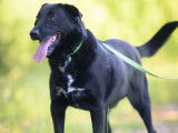 En attente d’un foyer : chien Labrador noir