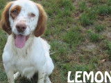 &Agrave; accueillir : chien Setter Lemon roux et blanc