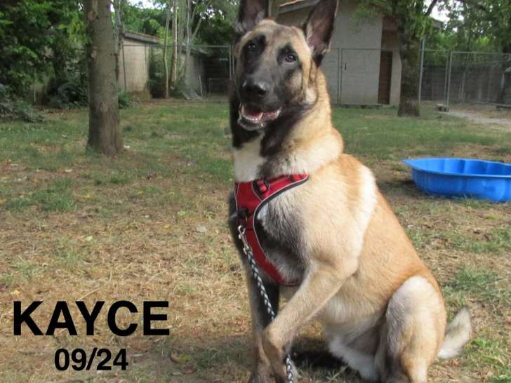 Adoption disponible : chien Berger Malinois fauve charbonné