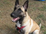 Adoption disponible : chien Berger Malinois fauve charbonné
