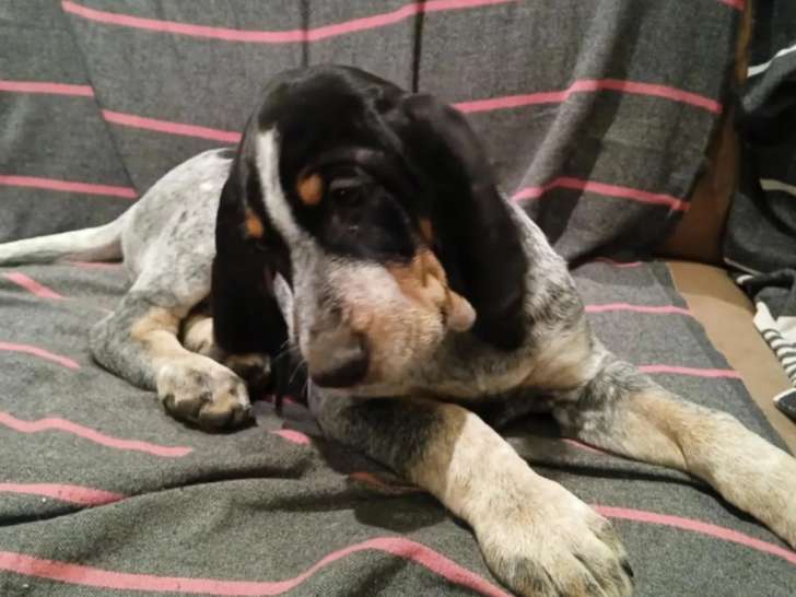 Disponible à l'adoption : chiot mâle Grand Bleu de Gascogne de 3 mois