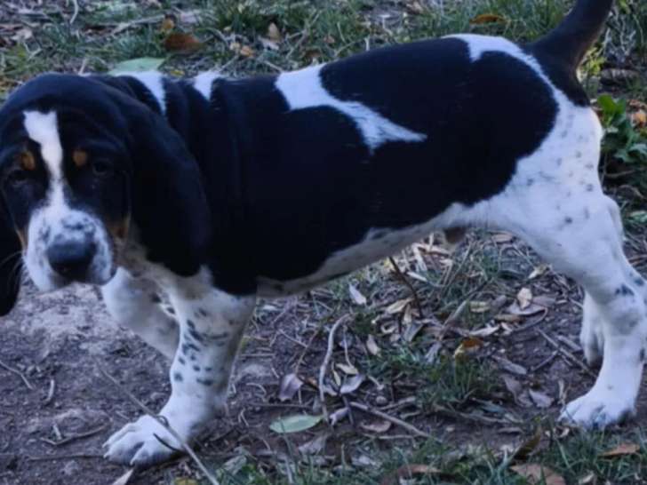 En attente d'adoption : chiot mâle Grand Bleu de Gascogne noir et blanc