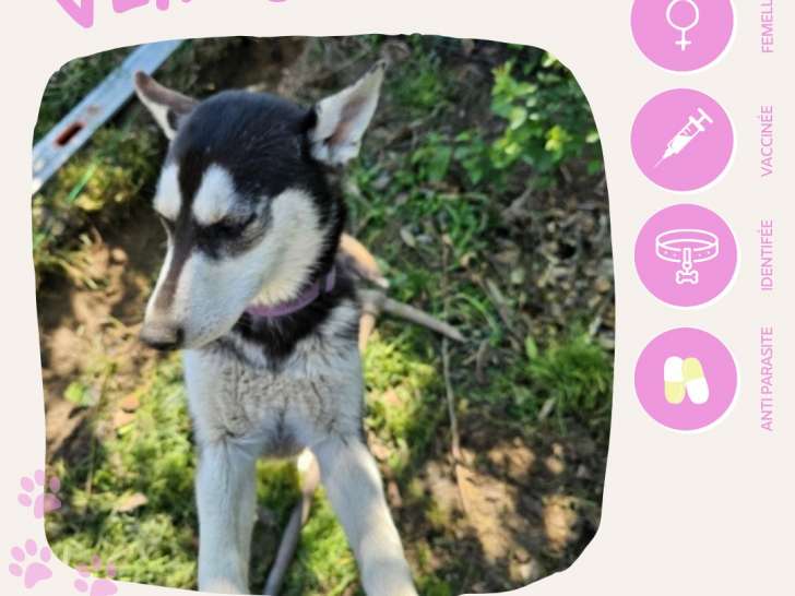 À accueillir : chienne âgée d’un an