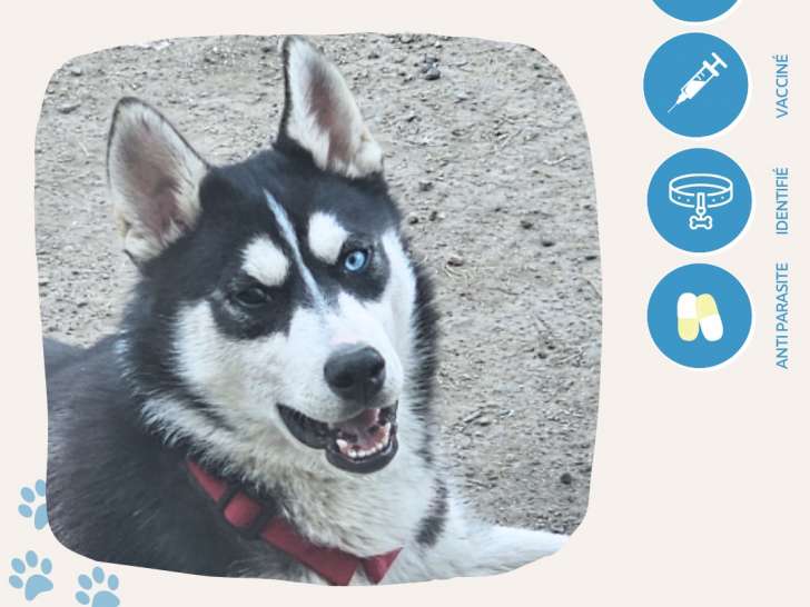 En quête d’une famille : chien noir avec marque blanche