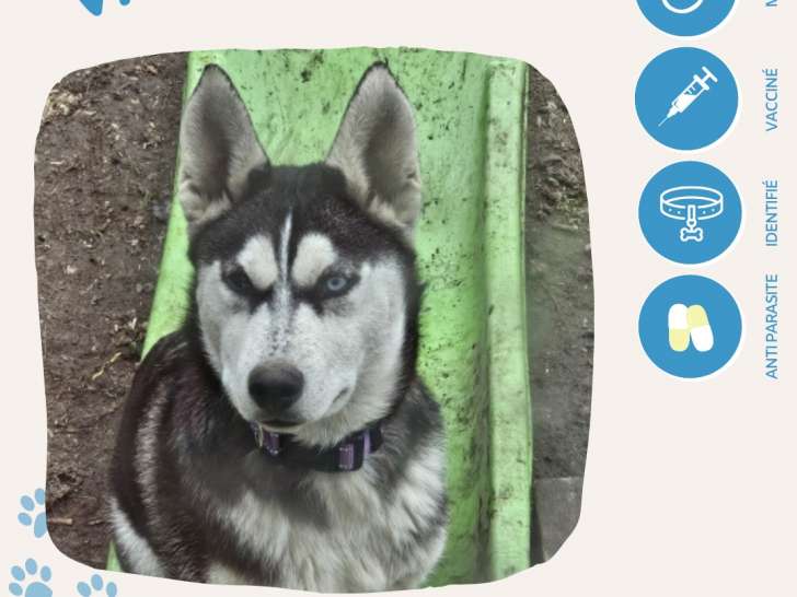 Adoption disponible : chien âgé d'un an