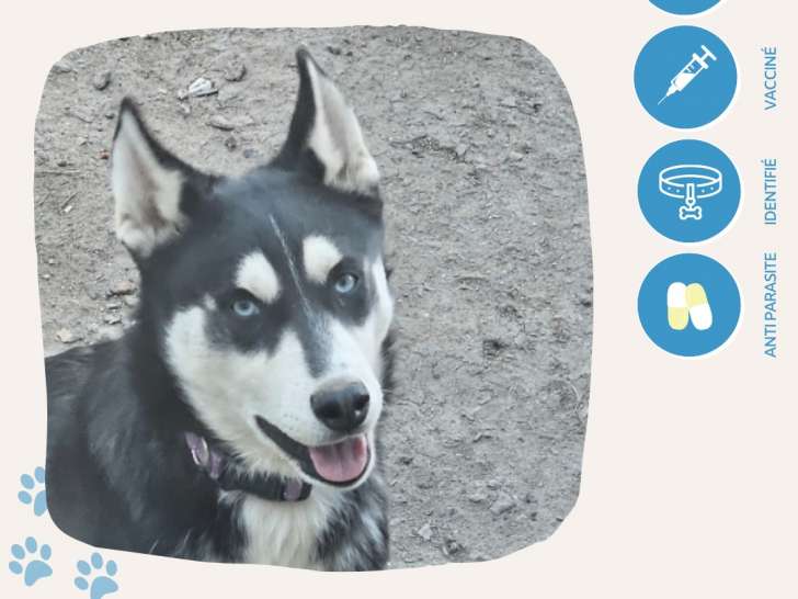 À la recherche d’une famille : chien noir avec marque blanche