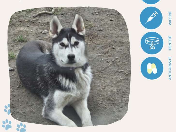 Chien noir avec marque blanche à adopter