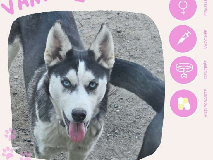 Chienne d'un an disponible à l'adoption