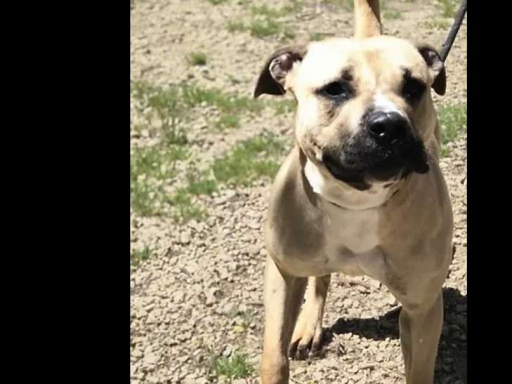 Adoption disponible : chienne American Bully beige