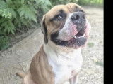 &Agrave; la recherche d&rsquo;une famille : chien American Bully marron et blanc