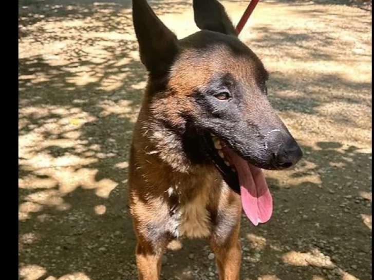 Disponible à l'adoption, chien Berger Malinois fauve charbonné
