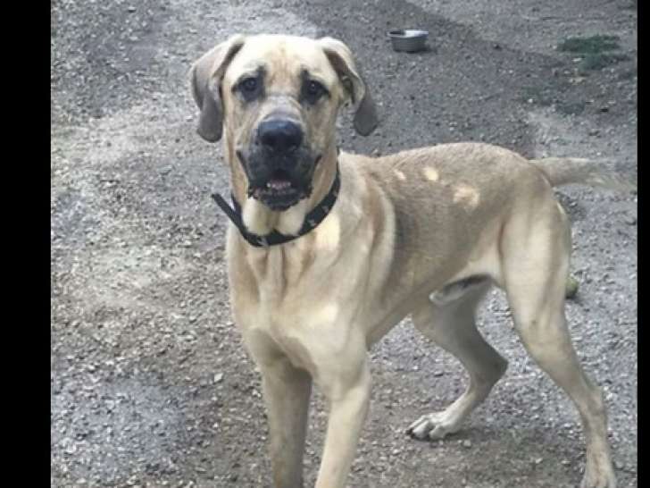 En quête d’une famille, chien âgé de 3 ans