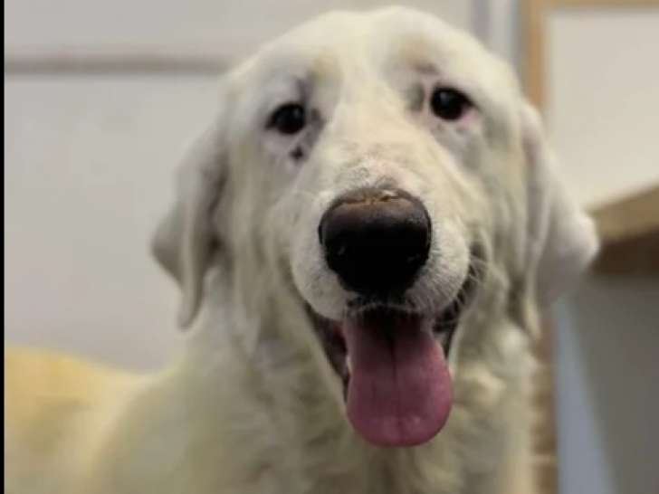 Adoption disponible : chienne de 2 ans