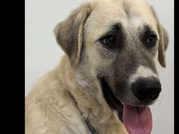 À la recherche d’un foyer, chienne beige