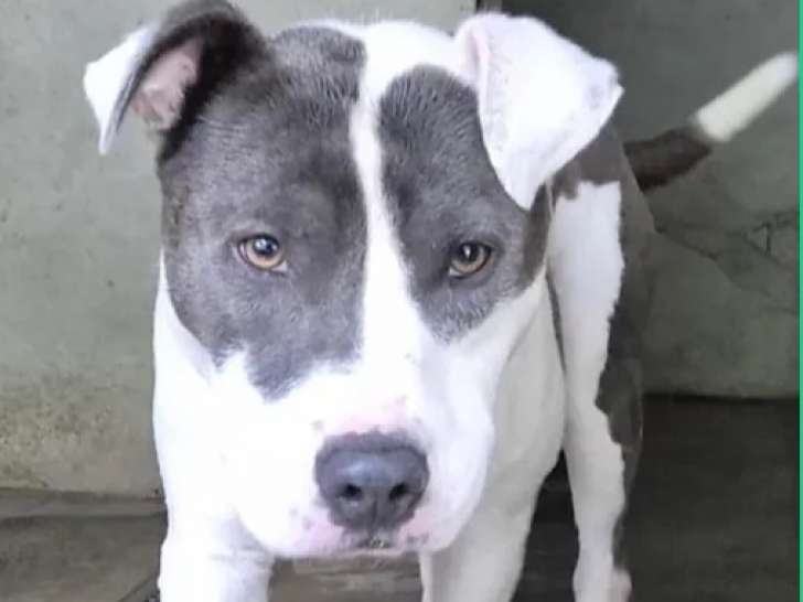 À adopter : chien marron et blanc